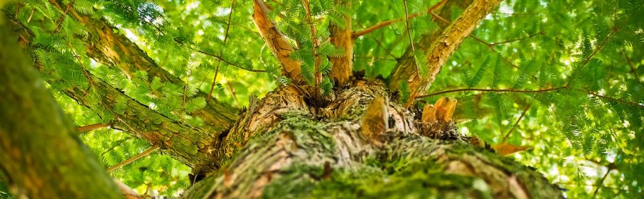 Denver Tree Services: Why You Need to Water Your Trees—Even in the Winter