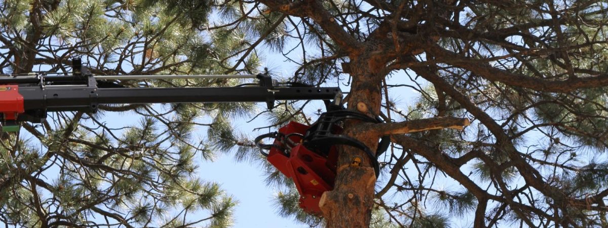 Using a Crane for Tree Removal in Denver