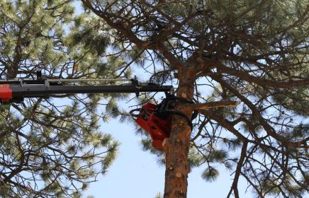Using a Crane for Tree Removal in Denver