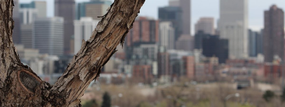 Denver Tree Services: Why You Need to Water Your Trees—Even in the Winter