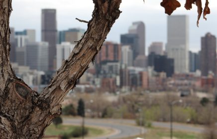 Denver Tree Services: Why You Need to Water Your Trees—Even in the Winter