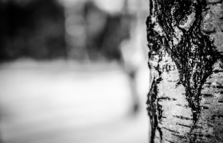 black and white tree bark up close
