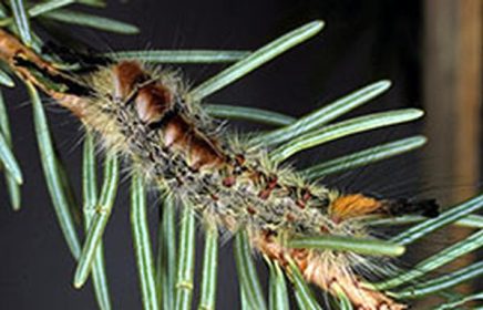 Tussock Moth caterpillar on pine tree limb