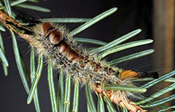 Tussock Moth caterpillar on pine tree limb