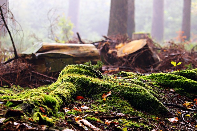 moss in a forest floor with tree stumps