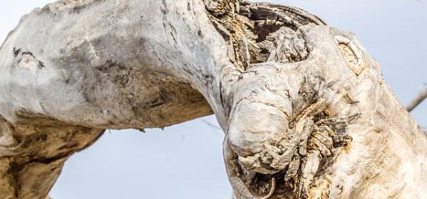 knotted tres