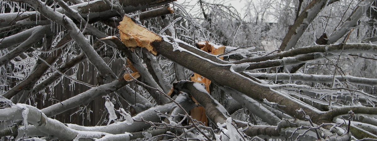 Frozen and broken tree limbs. Fallen branches storm debris removal.