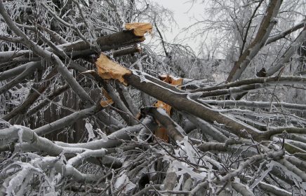 Frozen and broken tree limbs. Fallen branches storm debris removal.