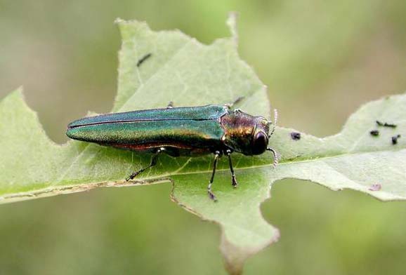 Preventing the Spread of Emerald Ash Borer with Splintered Forest's Expert Tree and Plant Health Care Services.