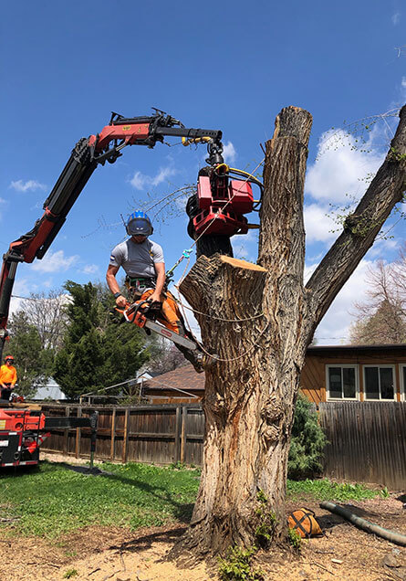 tree services, removal Arvada Colorado