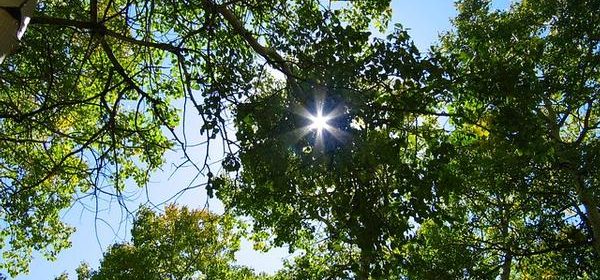 tree canopy with sunshine