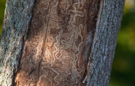 emerald ash borer beetle marking on tree's inner lining.