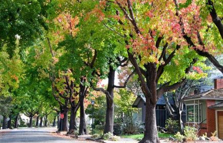 Fall leaves on trees lining a neighborhood street, showing the changing of leaves from green to yellow to red.