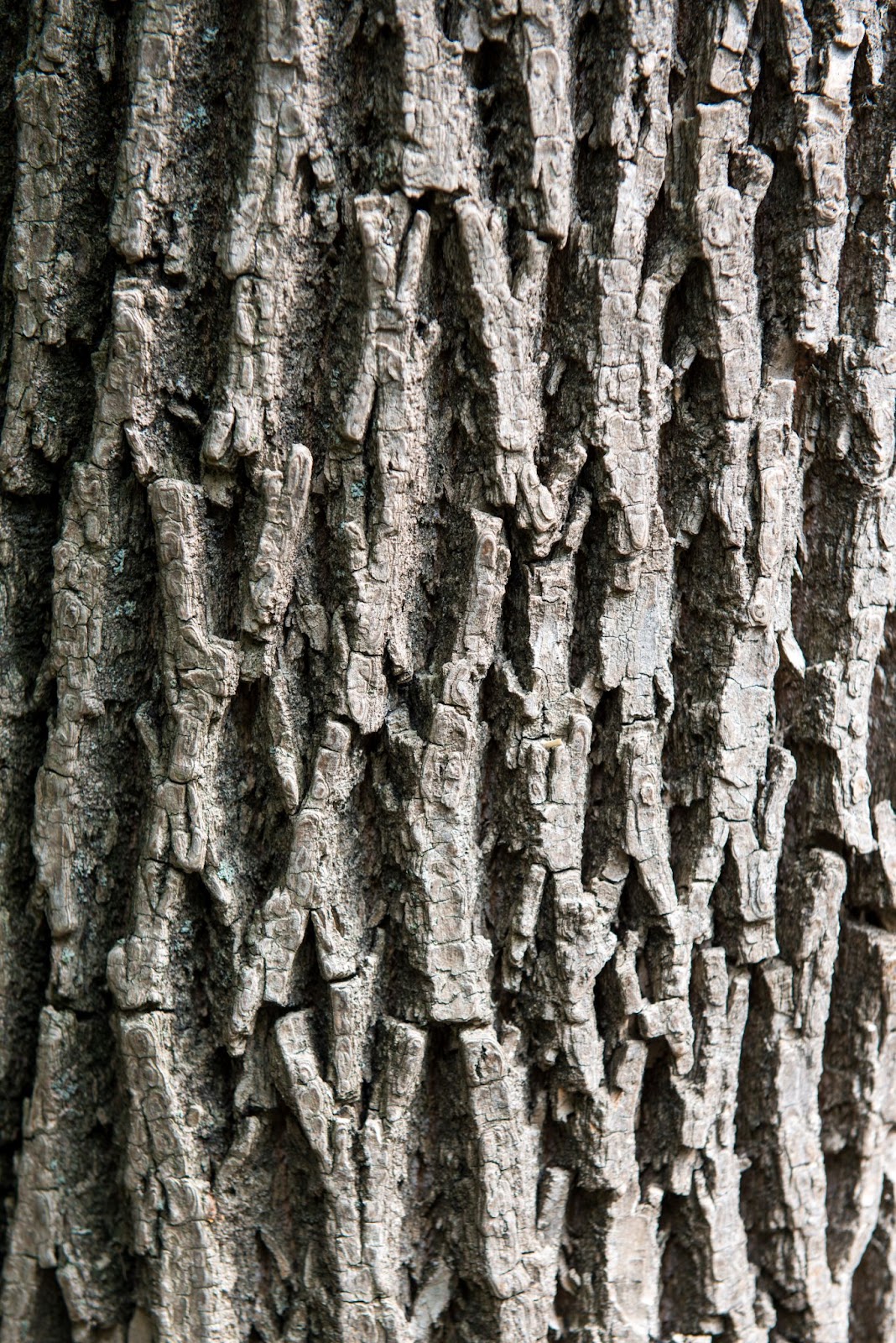 Identify ash tree bark - https://splinteredforesttreeservices.com/useful-tree-service-resources/ 