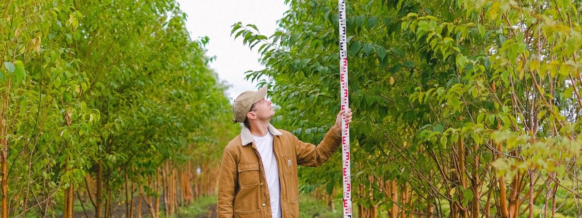 man holding measuring stick to measure the grow of a tree in an orchard - cropped
