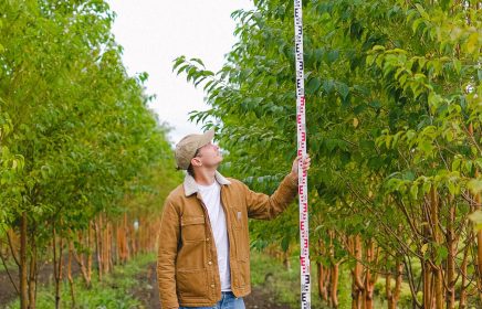 man holding measuring stick to measure the grow of a tree in an orchard - cropped