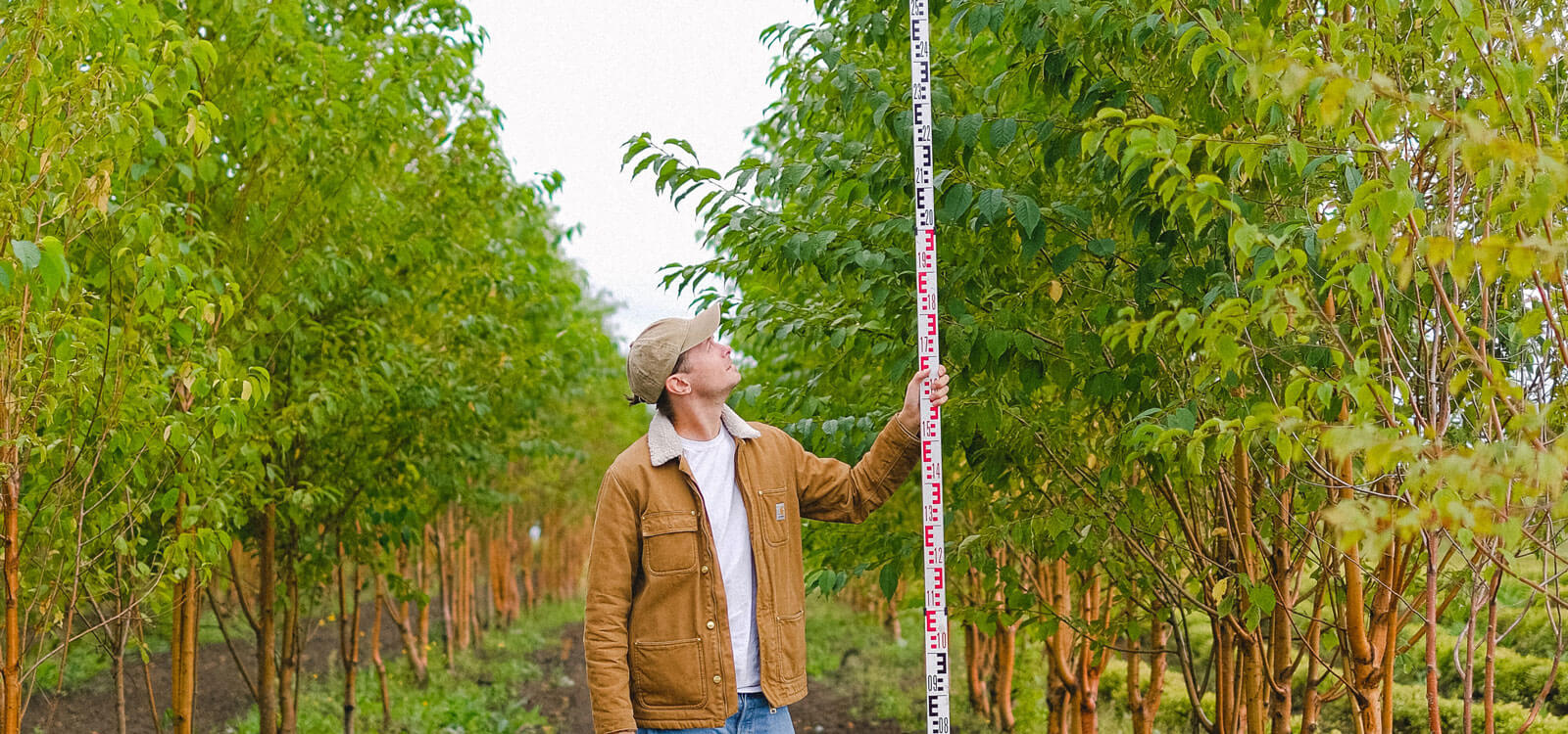 Growth Regulators Splintered Forest Tree Services