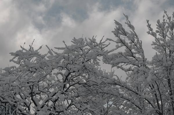 thin snow layer on tree branches