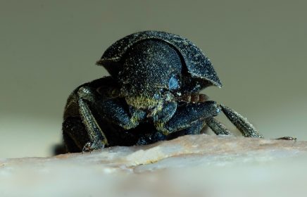 Close up of mountain pine beetle.