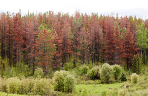 landscape of trees in colorado that have been damaged by mountain pine beetles 