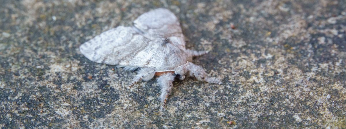 closeup of a pale tussock moth
