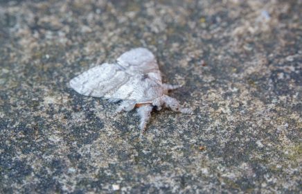 closeup of a pale tussock moth