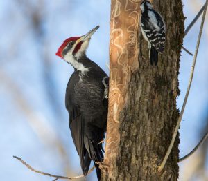  An increase in woodpecker activity is a sign of emerald ash borer beetles that are destructive to ash trees. 
