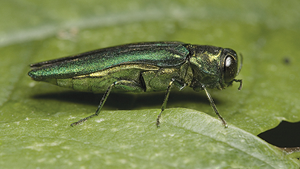 green shiny emerald ash borer invasive beetle insect species, named for this because they kill ash trees by laying eggs and boring into the bark