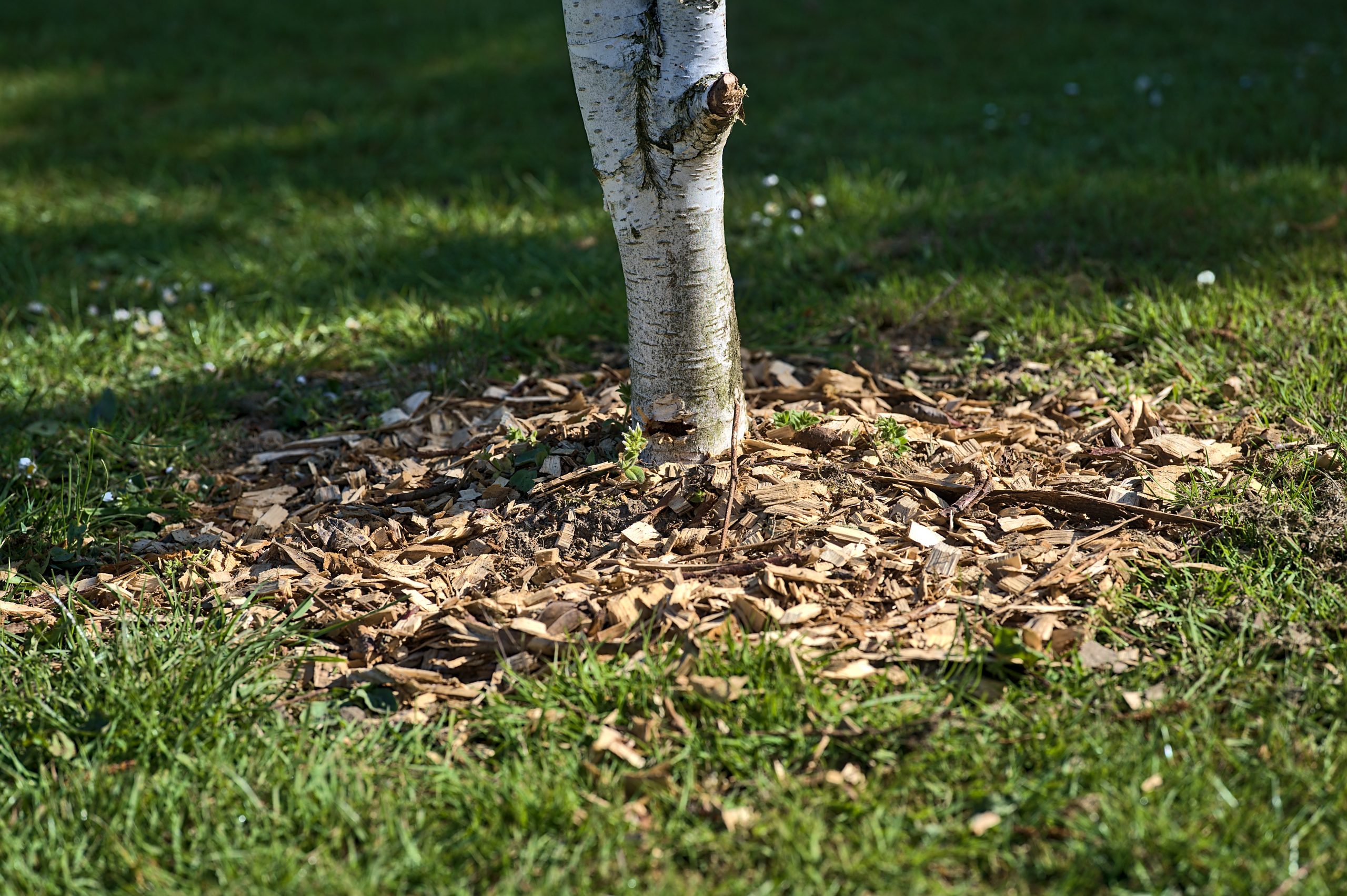 The Benefits of Wood Chips for Landscaping Splintered Forest Tree