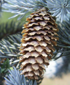 spruce tree cone
