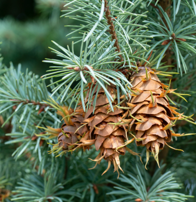 Distinguishing Spruce, Pine, & Fir Trees | Splintered Forest Guide