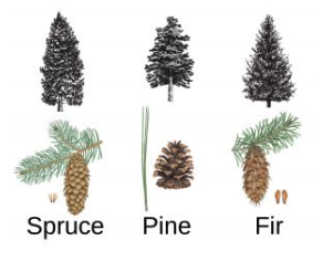 Identify Spruce, Pine and Fir tree cones and shapes.