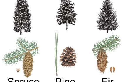 identify spruce, pine and fir trees