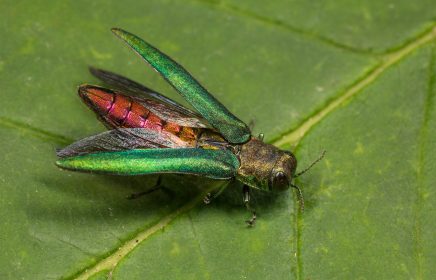 EAB beetle with wings spread