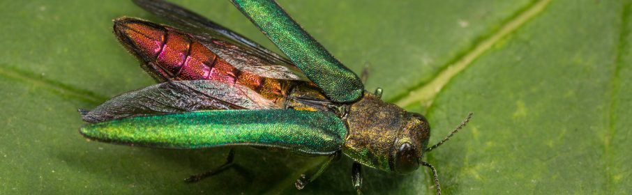 EAB beetle with wings spread