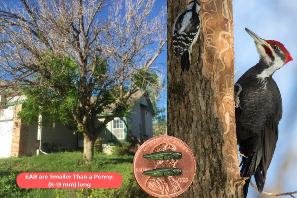 Before and After Emerald Ash Borer Damage