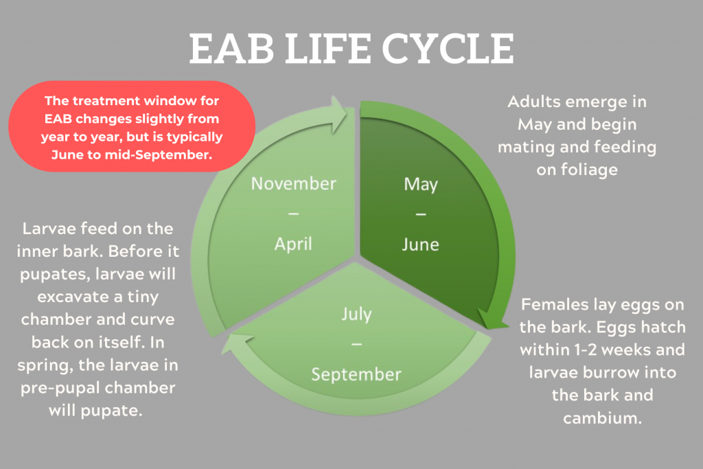 EAB Ash Borer life cycle 
