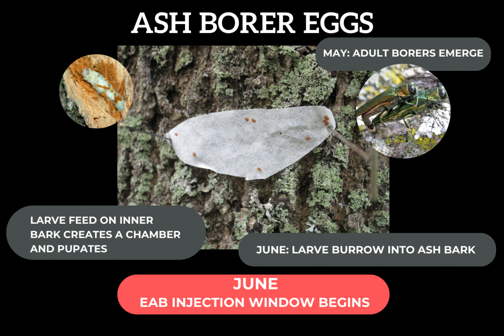 Emerald Ash Borer Eggs