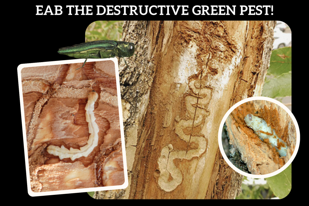 Emerald Ash Borer Larva