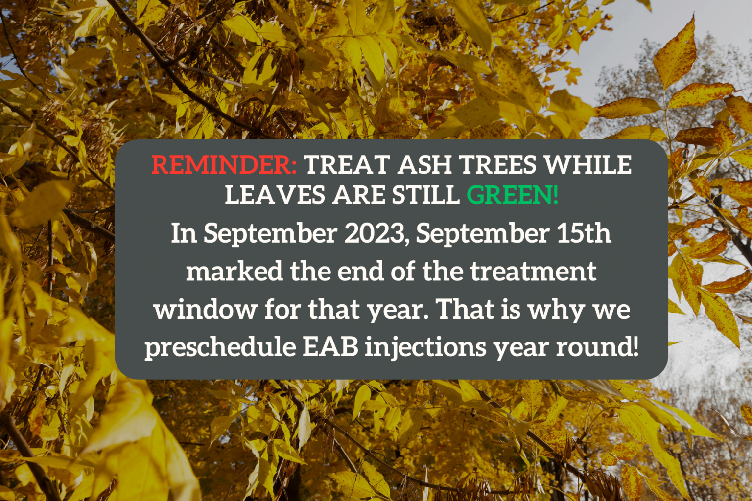 What You Need to Know About EAB Injections and Treatments