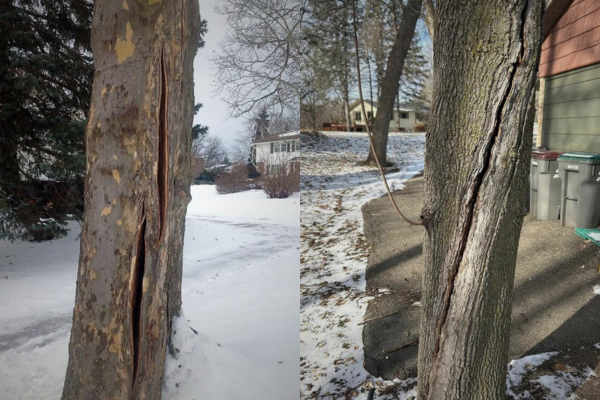 frost cracks on maple tree bark