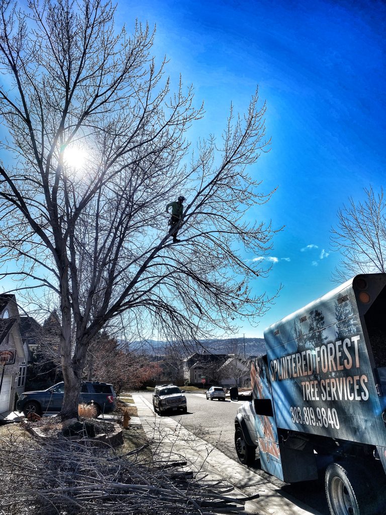 Splintered Forest Trimming