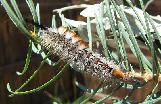 Tussock Moth Caterpillar