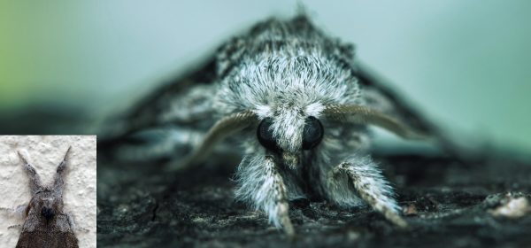 Close Up of Tussock Moth