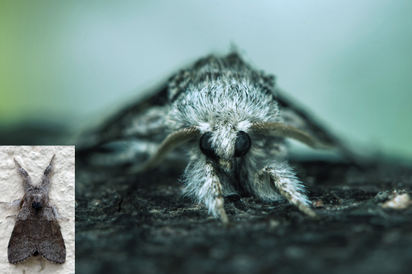 Close Up of Tussock Moth