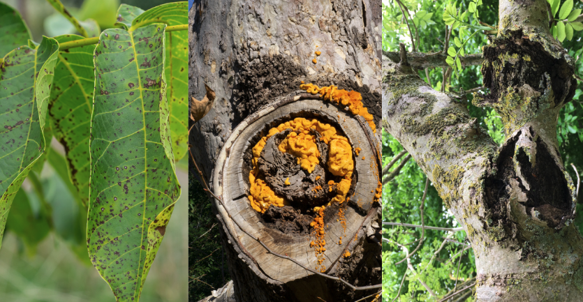 3 common tree diseases, tree fungus and blight