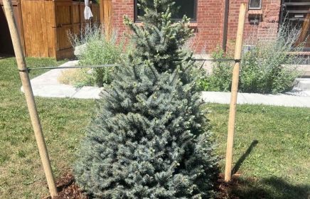 newly planted baby blue Colorado spruce