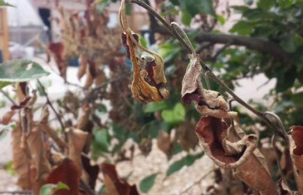 Fire Blight bacteria on apple tree leaves