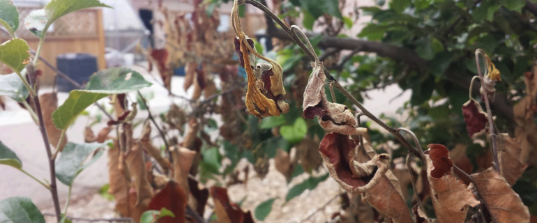 Fire Blight bacteria on apple tree leaves