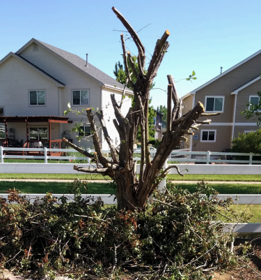 crab apple tree pruned because of fire blight
